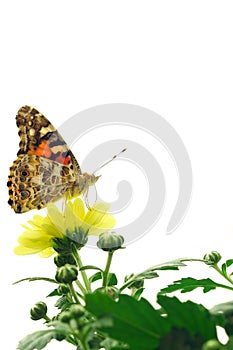 Painted Lady Butterfly