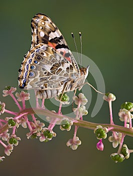 Painted Lady butterfly