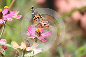 Painted Lady Butterfly 2020 II