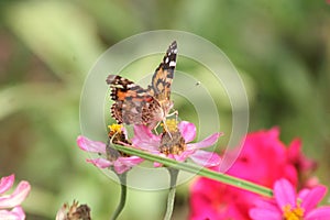 Painted Lady Butterfly 2020 IX