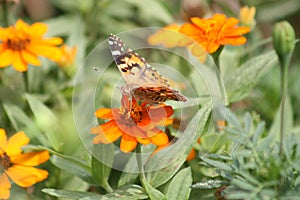 Painted Lady Butterfly 2020 VII