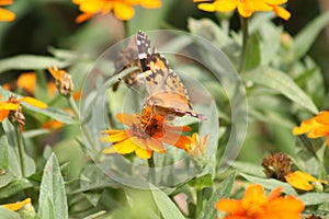 Painted Lady Butterfly 2020 VIII