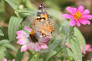 Painted Lady Butterfly 2020 XI