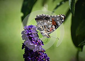 A painted lady butterfly