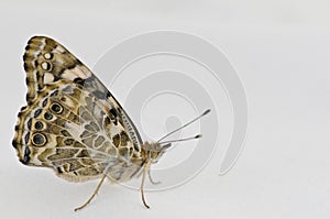 Painted Lady butterfly