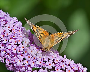 Painted Lady Butterfly