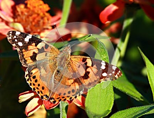 Painted Lady butterfly