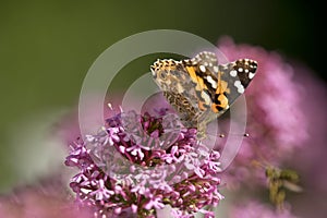 Painted lady butterfly