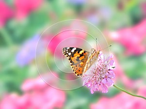 Painted lady butterfly