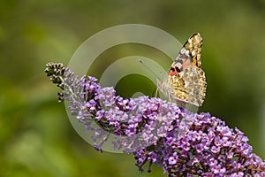 Painted Lady butterfly