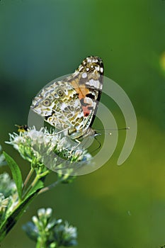 Painted Lady Butterfly  56239