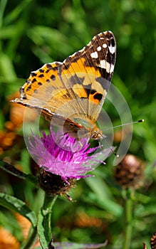 Painted Lady butterfly