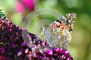 A painted lady butterfly