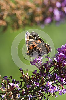 Painted Lady Butterfly