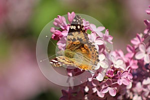 Painted Lady Butterfly