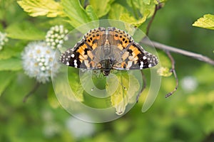 Painted Lady butterfly