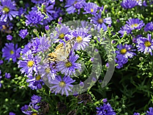 Painted lady butterfly on a Alpine aster flower