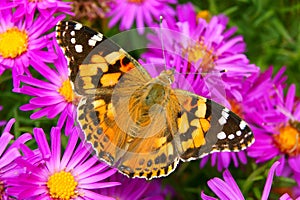 Namalovaný dáma motýl na podzim květiny 