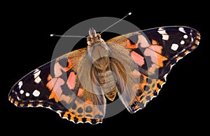 Painted Lady Butterfly on black