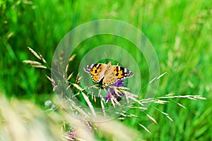 Painted lady butterfly on blooming purple thistle flower close up top view, beautiful orange Vanessa cardui on blurred green grass