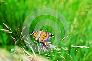 Painted lady butterfly on blooming purple thistle flower close up top view, beautiful orange Vanessa cardui on green grass