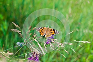 Painted lady butterfly on blooming purple thistle flower close up top view, Vanessa cardui on blurred green grass background macro