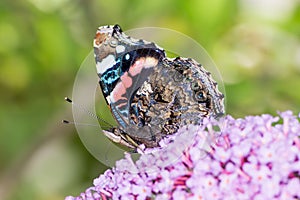 Painted Lady Butterfly