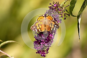 Painted Lady Butterfly on Buddleia