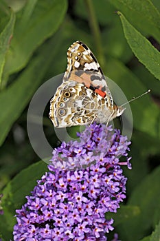 Painted Lady butterfly on Buddleja davidii photo