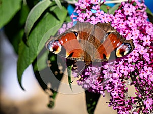 painted lady butterfly with buddleja davidii