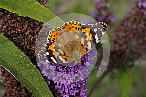 Painted Lady butterfly on Buddleja davidii