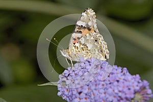 Painted Lady on Butterfly bush