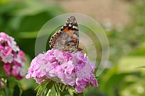 Painted Lady butterfly