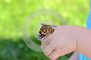 Painted lady butterfly on childs hand