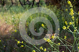 Painted Lady Butterfly with closed wings on plant stem with yellow flowers in the background