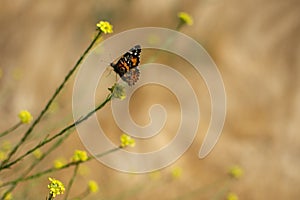 Painted Lady Butterfly with closedwings on plant stem with yellow flowers in the background