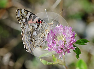 Painted Lady Butterfly on Clover Flower