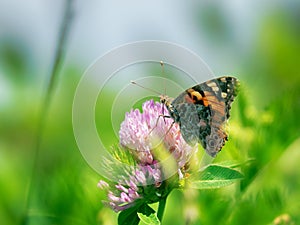 Painted lady butterfly on a clover flowers