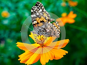 Painted Lady Butterfly on a Cosmos Flower 6