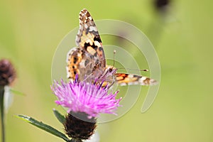 Painted Lady Butterfly