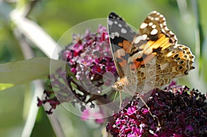 A painted lady butterfly photo