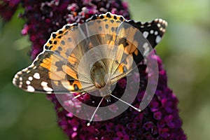 A painted lady butterfly