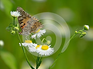 painted lady butterfly on a Daisy flowers