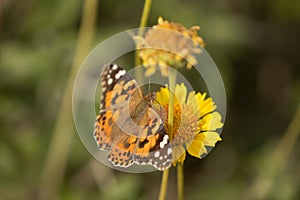 Painted Lady butterfly on a desert marigold flower