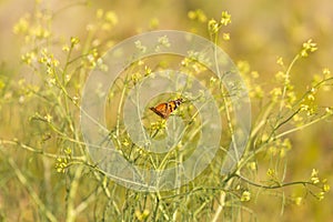 A painted lady butterfly dines on the flowers of the western wallflower