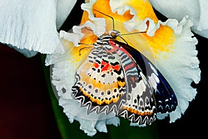 Painted Lady Butterfly Feeding