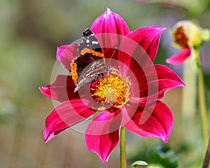 Painted Lady Butterfly feeding on Red Dahlia on sunny day