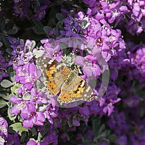 Painted Lady Butterfly Feeding on a Texas Sage Shrub