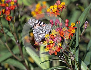 Painted lady butterfly feeding on tropical milkweed in the garden of the Philbrook Museum of Art in Tulsa, Oklahoma.