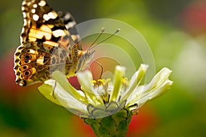 Painted lady butterfly feeding on zinnia flower